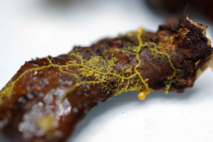 A blob looks like a fungus but functions like an animal.