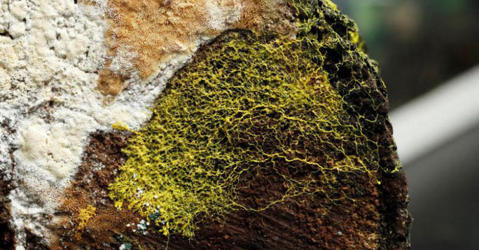 Blobs possess the learning abilities of animals and have nearly 720 sexes.