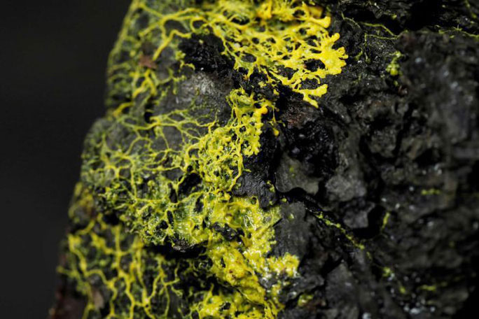 Blob - a small, yellow, single-celled organism.