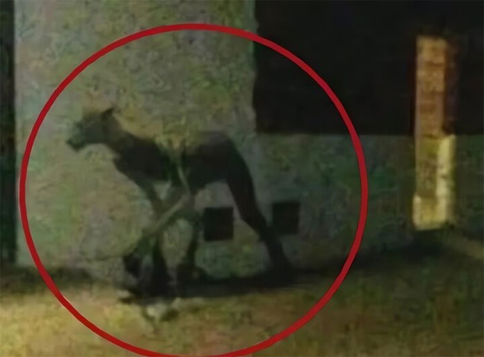 In 2018, a blurry photograph depicting a "camel monster" caused a sensation.